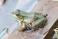 Bullfrog In A Pond In Summer Royalty Free Stock Photo