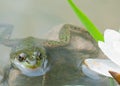 Bullfrog In A Pond In Summer Royalty Free Stock Photo