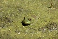 BUllfrog in Pond Weed Royalty Free Stock Photo