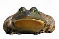 Bullfrog (Rana catesbeiana) Royalty Free Stock Photo