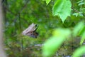 Bullfrog (Rana catesbeiana) Royalty Free Stock Photo