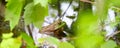 Bullfrog (Rana catesbeiana) Royalty Free Stock Photo