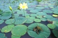 Bullfrog (Rana catesbeiana)