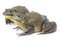 Bullfrog, Rana catesbeiana, against