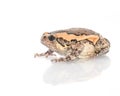 Bullfrog, Rana catesbeiana Royalty Free Stock Photo