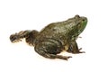 Bullfrog, Rana catesbeiana