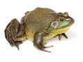 Bullfrog, Rana catesbeiana