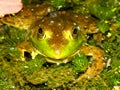 Bullfrog (Rana catesbeiana) Wisconsin Royalty Free Stock Photo