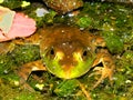 Bullfrog Rana catesbeiana Wisconsin Royalty Free Stock Photo