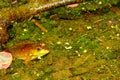 Bullfrog Rana catesbeiana Wisconsin Royalty Free Stock Photo