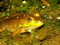 Bullfrog (Rana catesbeiana) Wisconsin Royalty Free Stock Photo