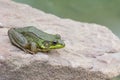 Bullfrog On A Rock