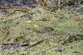 Bullfrog in Shallow Pond with Algae and Tree Sticks and Leave