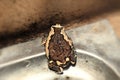 Bullfrog. Bullfrog on the sink. Kaloula