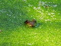 Bullfrog Sits in Algae Pond with Only Head and Eyes of Frog Visible with Bright Gre