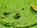 Bullfrog Sits in a Duck Weed Covered Pond with Just His Head Showing Royalty Free Stock Photo