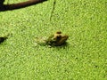 Bullfrog Sits in a Duck Weed Covered Pond Royalty Free Stock Photo