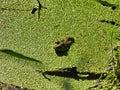 Bullfrog Sits in a Duck Week Covered Pond Royalty Free Stock Photo