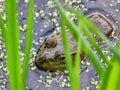 Bullfrog Sits in a Duck Week Pond Royalty Free Stock Photo