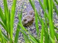 Bullfrog Sits in a Duck Week Pond Royalty Free Stock Photo