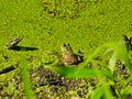 Bullfrog Sits on the Mud Bank of an Algae Pond with Duckweed Bloom