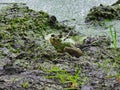 Bullfrog Sits on Muddy Bank of a Pond That is Covered in Duckweed Plants