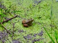 Bullfrog Sits on Muddy Pond Bank Covered in Duckweed Petals