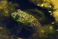 Bullfrog sits in a pond