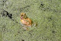 Bullfrog Sitting in Algae Bloom Pond Taken from Backside