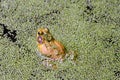 Bullfrog Sitting in Algae Covered Pond with Algae Blooms on Frog\'s Back Royalty Free Stock Photo
