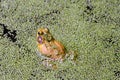 Bullfrog Sitting in Algae Covered Pond with Algae Blooms on Frog\'s Back