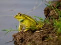 A bullfrog sitting on bank of pond making grinding and rasping sound during rainy season. Royalty Free Stock Photo