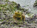 Bullfrog Sitting on Muddy Pond Bank Ready to Jump From Water Covered in Duckweed Royalty Free Stock Photo