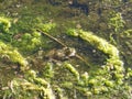 A bullfrog sitting in shallow water in a swamp