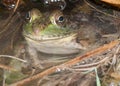 Bullfrog Sitting In A Swamp