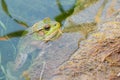 Bullfrog Sitting In A Swamp.