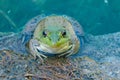 Bullfrog Sitting In A Swamp.