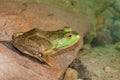 Bullfrog Sitting In A Swamp.