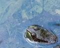 Bullfrog Sitting In A Swamp.