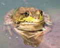 Bullfrog sitting in the water in a swamp.