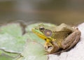 Bullfrog sitting in the water in a swamp.