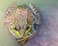 Bullfrog sitting in the water in a swamp.