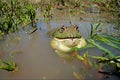 Bullfrog, South Africa Royalty Free Stock Photo