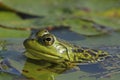 Bullfrog on a Submerged Lily Pad