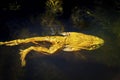 Bullfrog swimming in a pond Royalty Free Stock Photo
