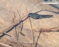 Bullfrog Tadpole On Log Royalty Free Stock Photo