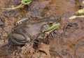 American Bullfrog in a Wetland Habitat