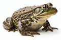 Bullfrog on white background generative AI