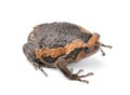 Bullfrog on white background Royalty Free Stock Photo