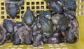 bullfrogs in basket for sell in market